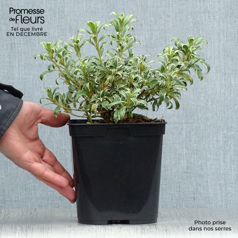 Azalea Silver Queen Maceta 2L/3L Ejemplar entregado en invierno