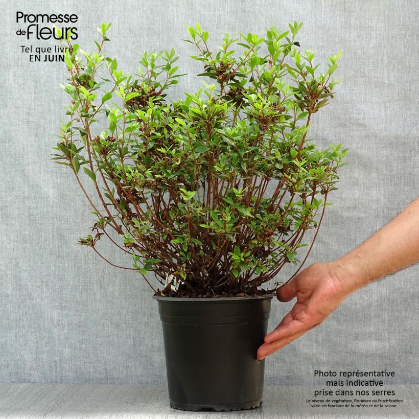 Ejemplar de Azalea Sylvester Maceta 4L/5L entregado en verano