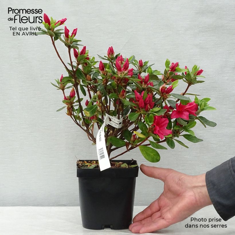 Azalea japonica Vuyk's Scarlet Maceta 2L/3L Ejemplar entregado en la primavera