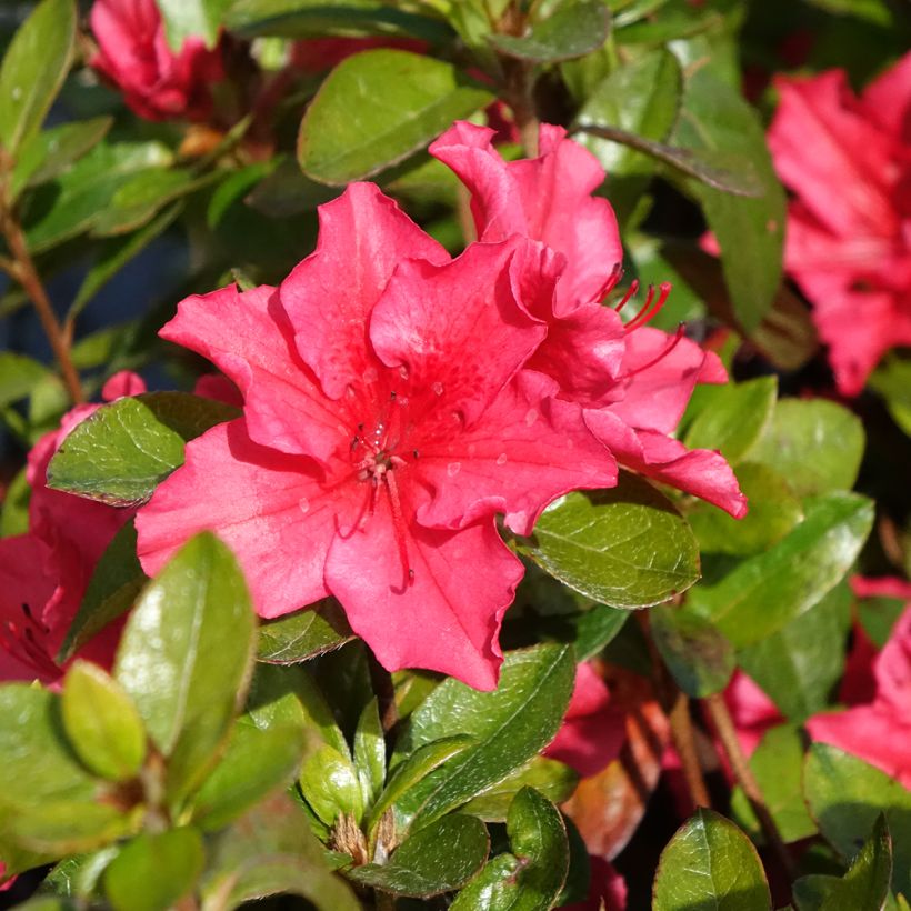 Azalea japonica Vuyk's Scarlet (Floración)