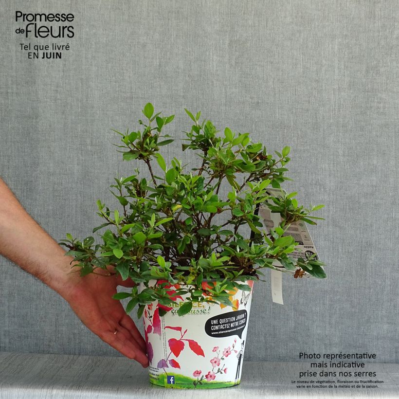 Ejemplar de Azalea japonica Vuyk's Rosyred Maceta 2L/3L entregado en verano