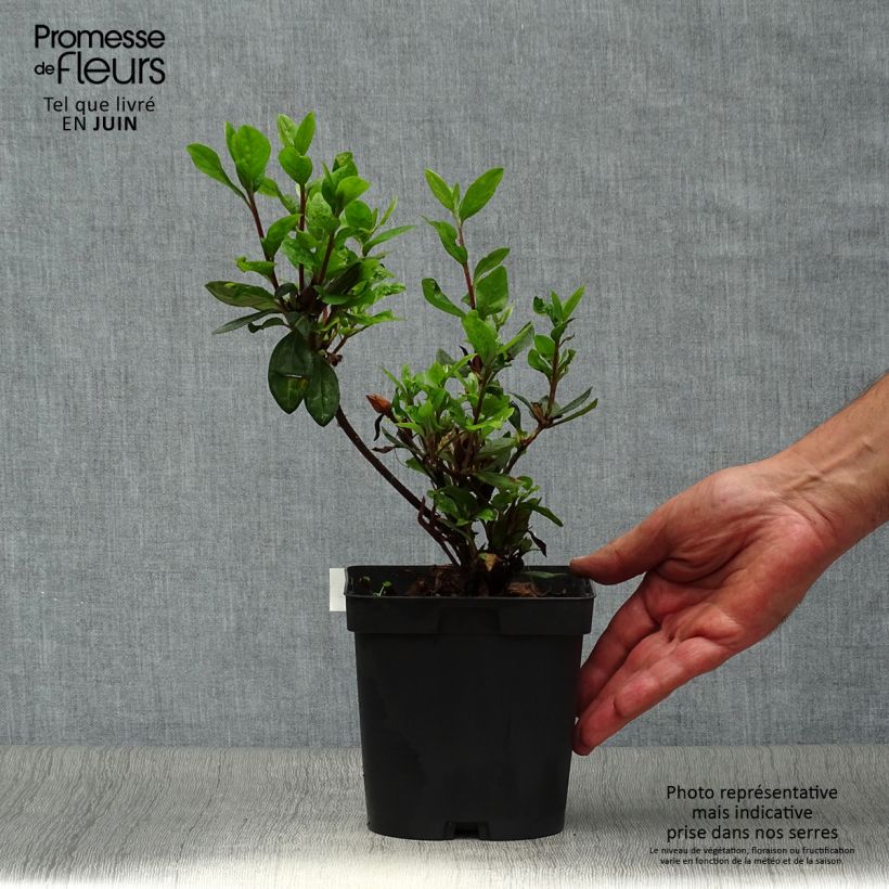 Ejemplar de Azalea japonica Vuyk's Scarlet Maceta 2L/3L entregado en verano