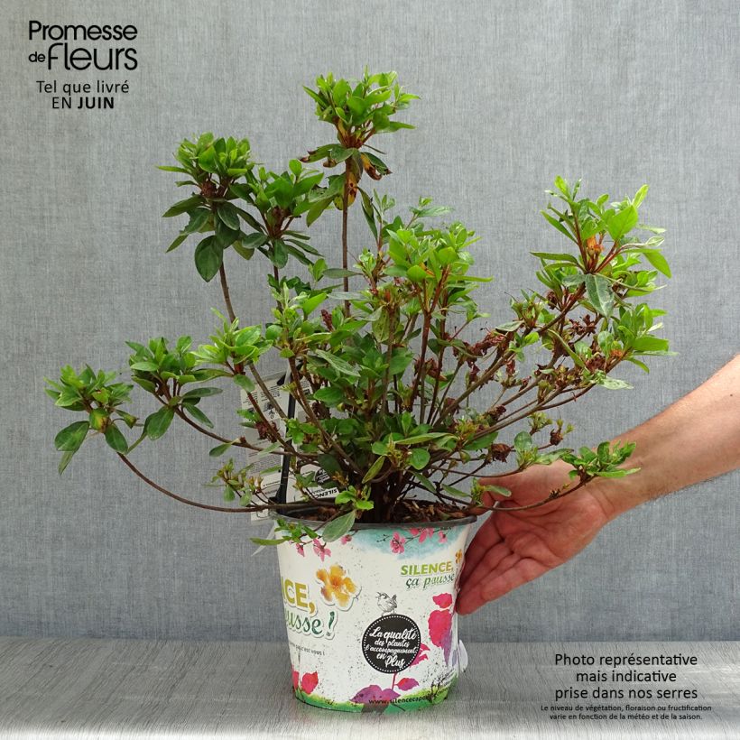 Ejemplar de Azalea japonica Vuyk's Scarlet Maceta 4L/5L entregado en verano
