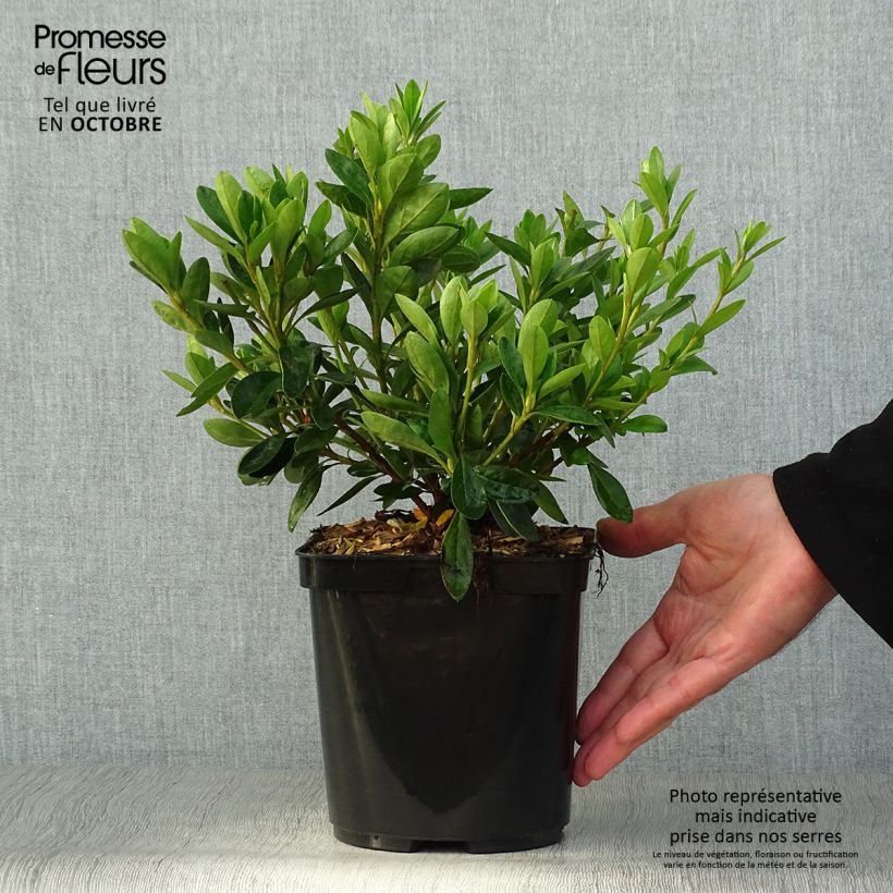 Ejemplar de Azalea White Prince Maceta 2L/3L entregado en otoño
