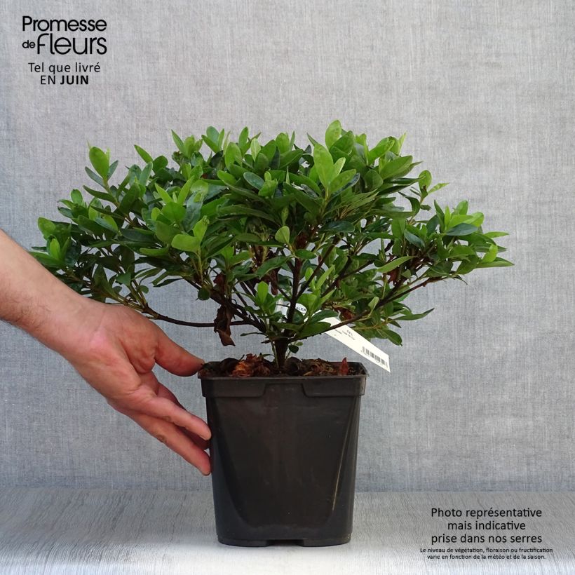 Ejemplar de Azalea White Prince Maceta 2L/3L entregado en verano