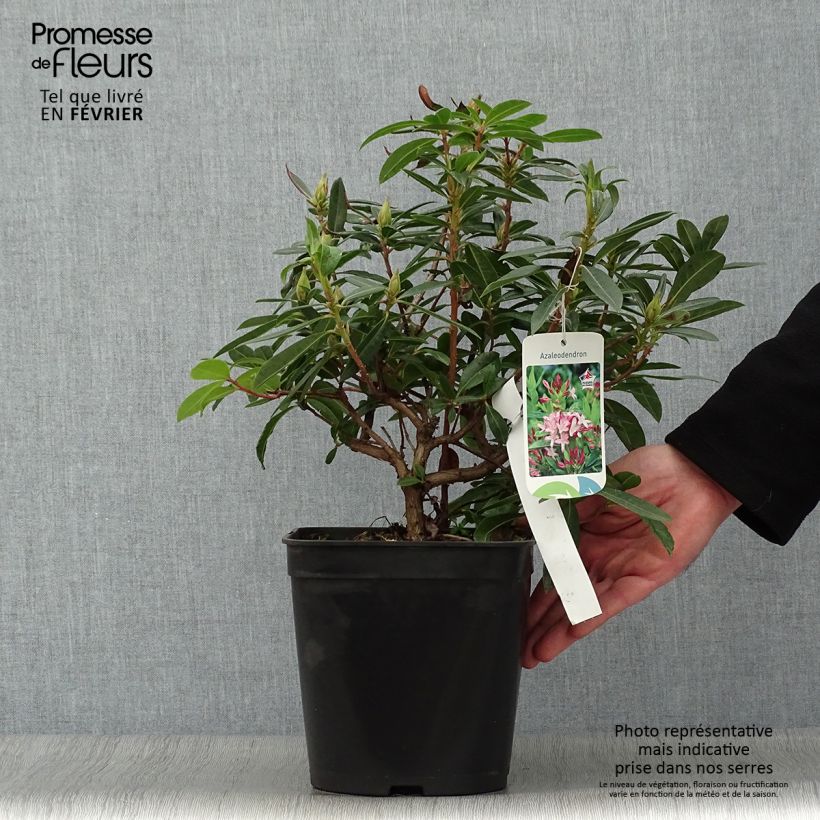 Azalea gowenianum Maceta 4L/5L Ejemplar entregado en invierno