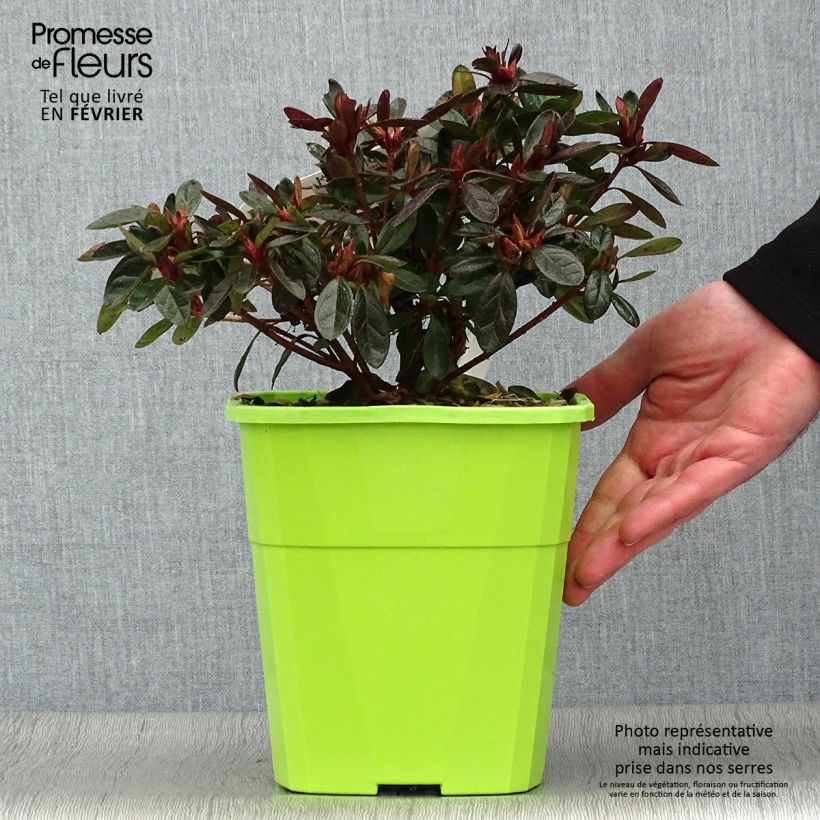 Azalea ENCORE Autumn Fire Maceta 3L/4L Ejemplar entregado en invierno