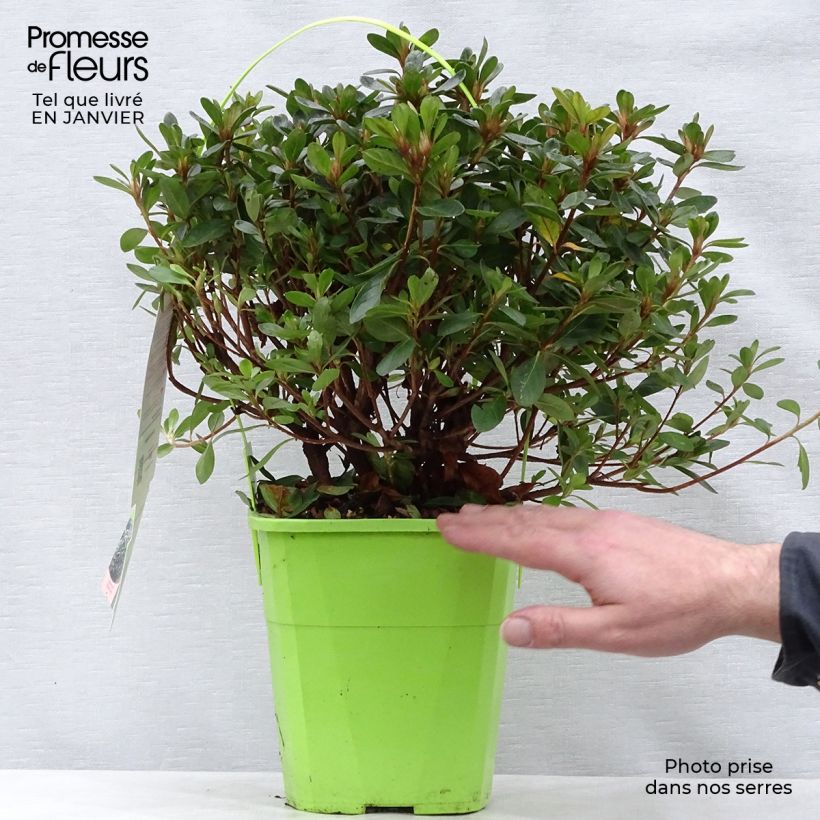 Azalea ENCORE Bonfire Maceta 3L/4L Ejemplar entregado en invierno