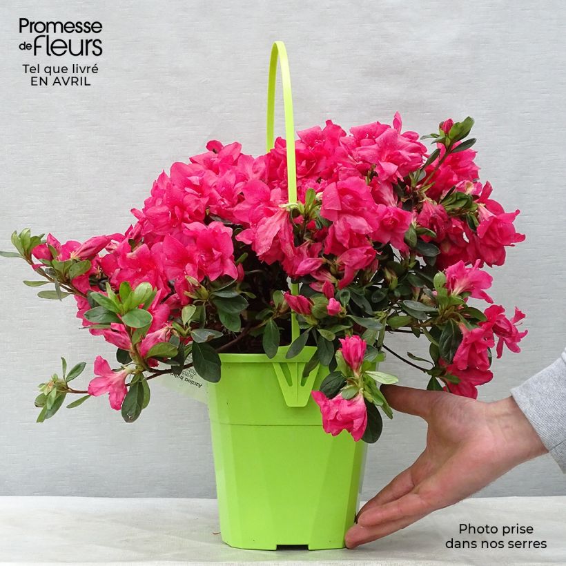 Azalea ENCORE Bonfire Maceta 3L/4L Ejemplar entregado en la primavera