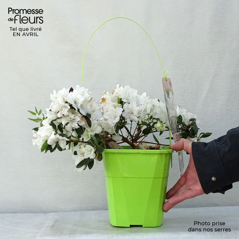 Azalea japonica ENCORE Ivory Maceta 3L/4L Ejemplar entregado en la primavera