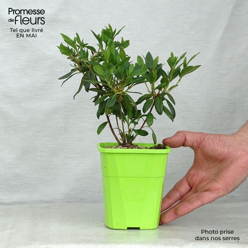 Azalea ENCORE Ruby Maceta 1L/1,5L Ejemplar entregado en la primavera