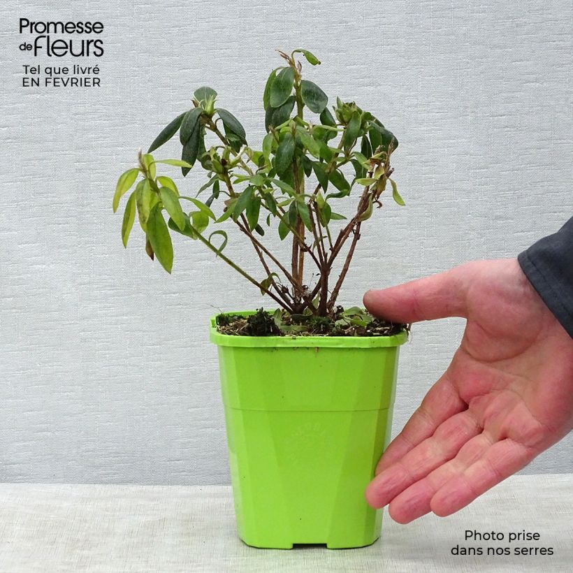 Azalea japonica ENCORE Starlite Maceta 1L/1,5L Ejemplar entregado en invierno