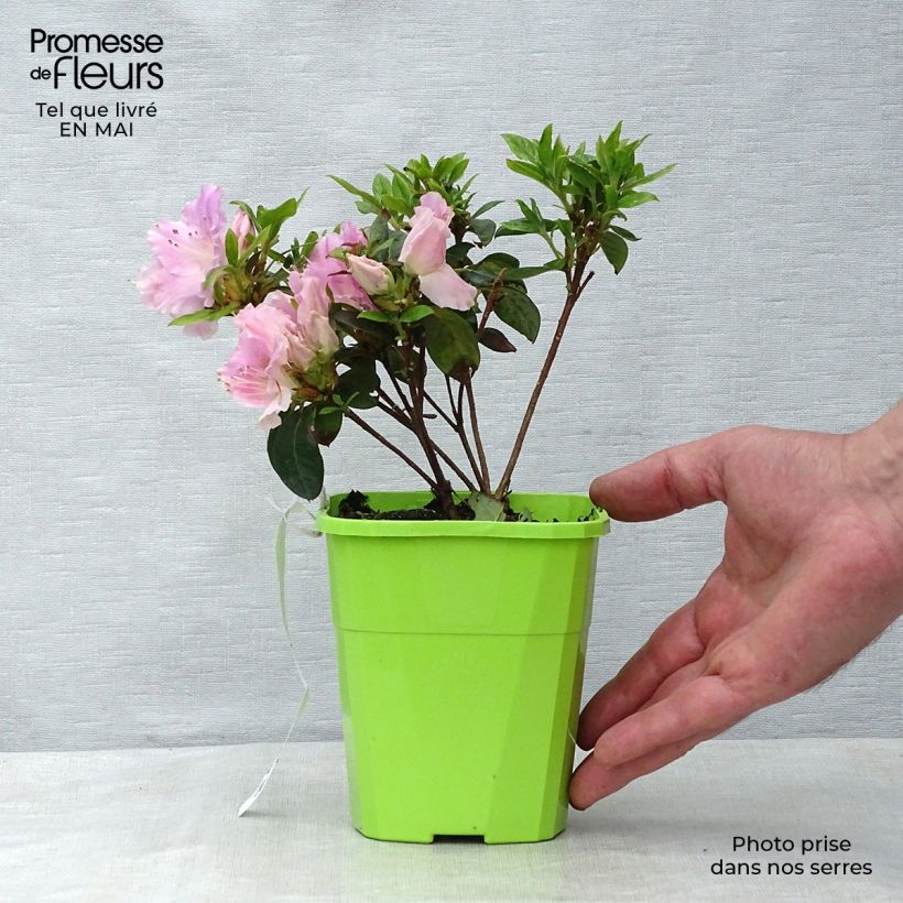 Azalea japonica ENCORE Sweetheart Maceta 1L/1,5L Ejemplar entregado en la primavera