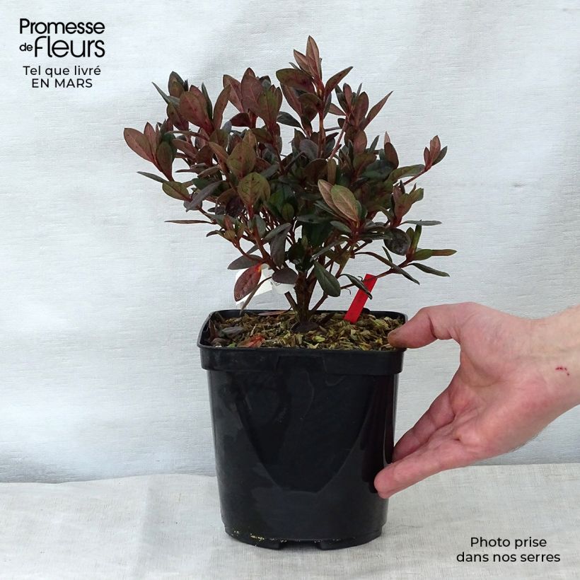 Azalea japonica Arabesk Maceta 1,5L/2L Ejemplar entregado en la primavera