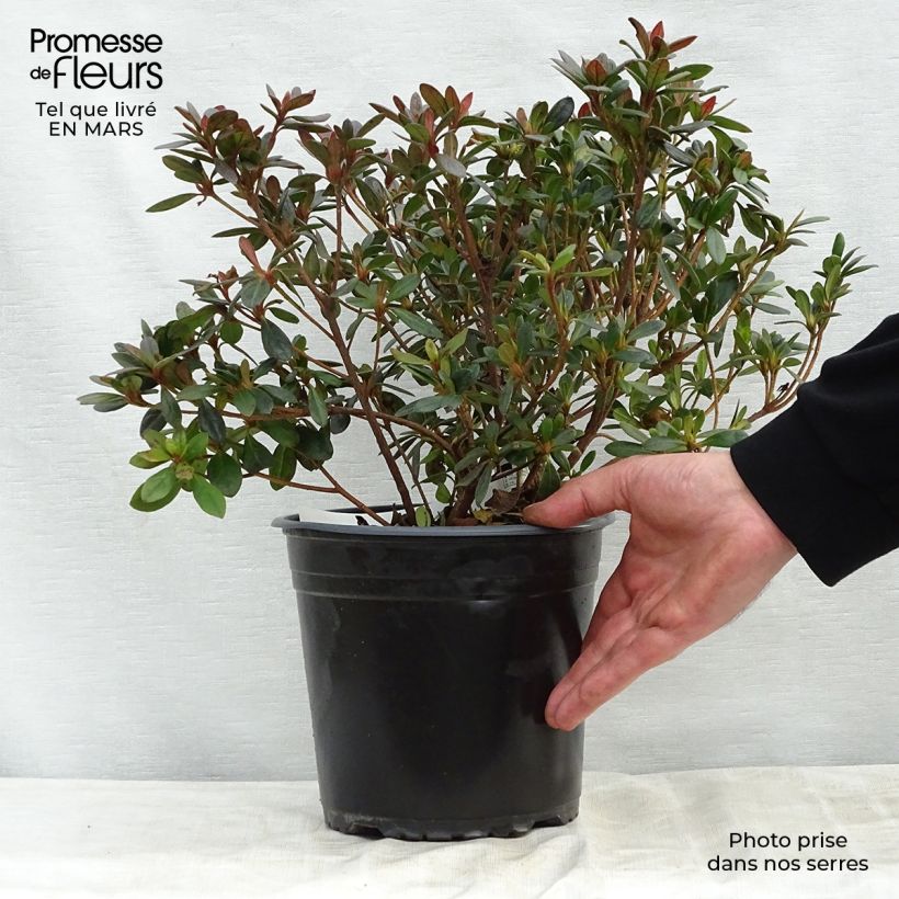 Azalea japonica Arabesk Maceta 3L/4L Ejemplar entregado en la primavera