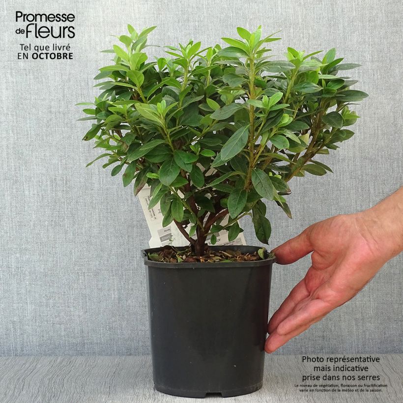 Ejemplar de Azalea japonica Ben Morrisson Maceta 2L/3L entregado en otoño