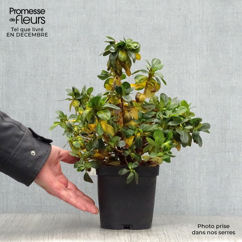 Azalea japonica Dorothy Heiden Maceta 2L/3L Ejemplar entregado en invierno