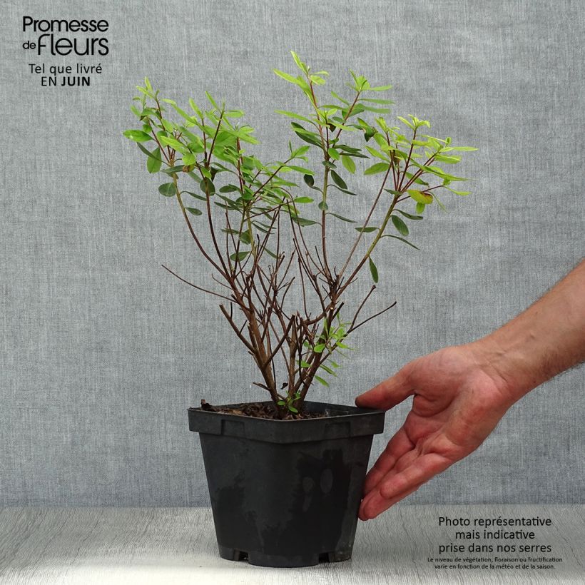 Ejemplar de Azalea japonica Gilbert Mullie Maceta 2L/3L entregado en verano