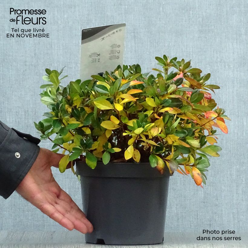 Ejemplar de Azalea japonica Izumi no mai Maceta 3L/4L entregado en otoño