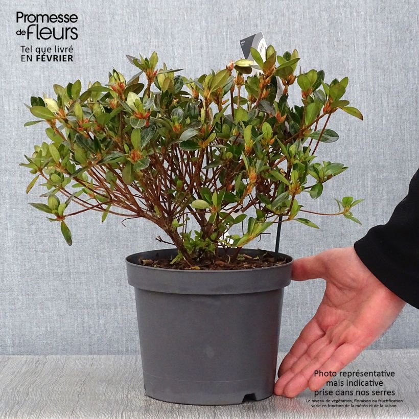 Azalea japonica Izumi no mai Maceta 3L/4L Ejemplar entregado en invierno