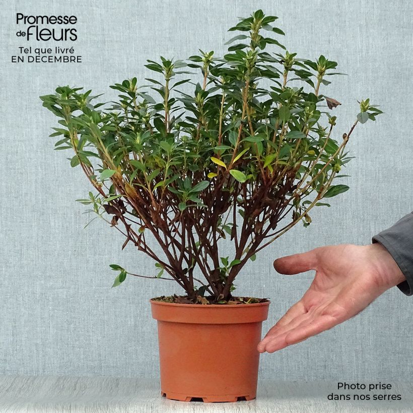 Azalea japonica Madame Galle Maceta 2L/3L Ejemplar entregado en invierno