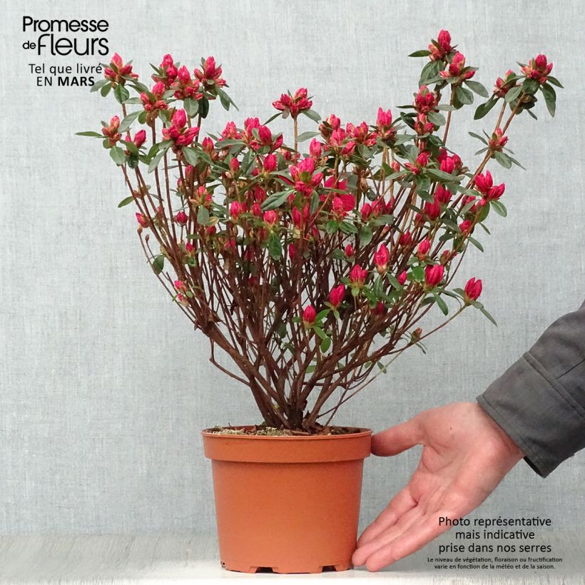 Azalea japonica Madame Galle Maceta 2L/3L Ejemplar entregado en la primavera