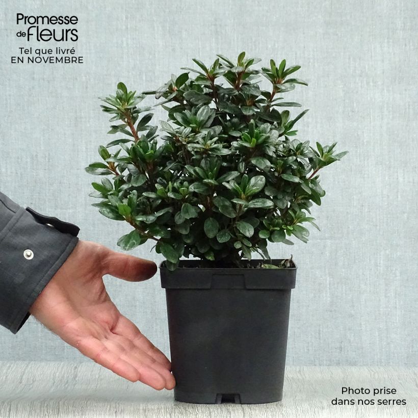 Ejemplar de Azalea japonica Manuska Maceta 2L/3L entregado en otoño