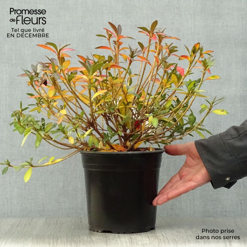 Azalea Purple Splendor Maceta 4L/5L Ejemplar entregado en invierno