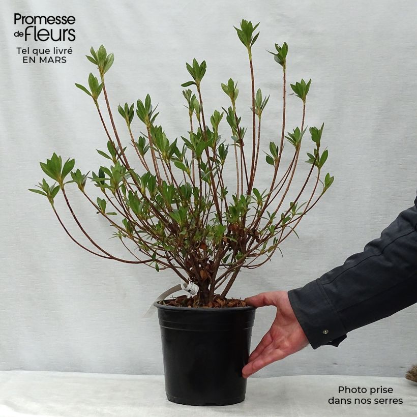 Azalea japonica Rosa King Maceta 4L/5L Ejemplar entregado en la primavera