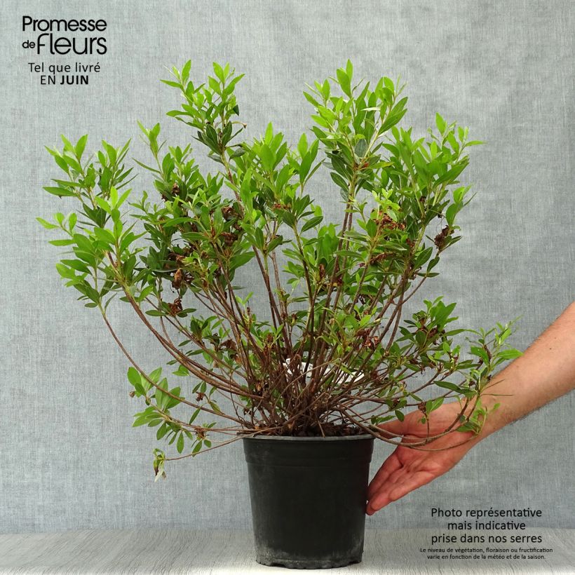 Ejemplar de Azalée japonaise Rosa King Pot de 4L/5L entregado en verano