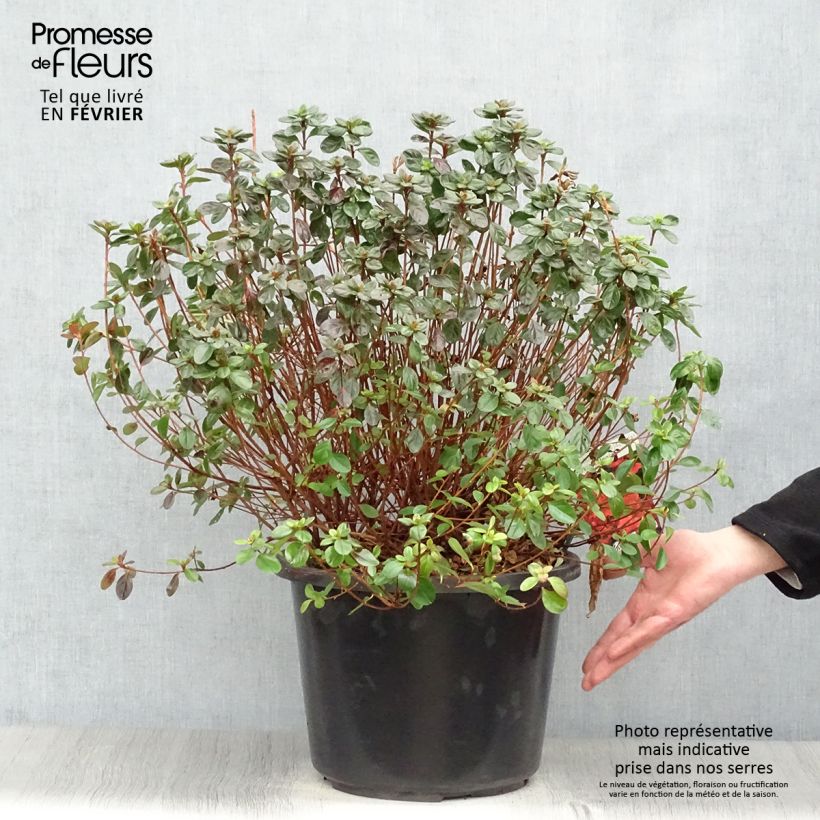 Azalea japonica Stewartstonian Maceta 12L/15L Ejemplar entregado en invierno