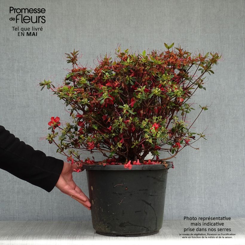 Azalea japonica Stewartstonian Maceta 12L/15L Ejemplar entregado en la primavera