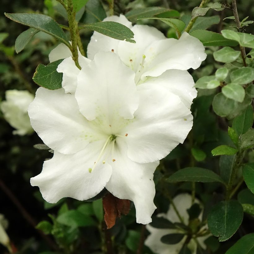 Azalea japonica Dorothy Heiden (Floración)