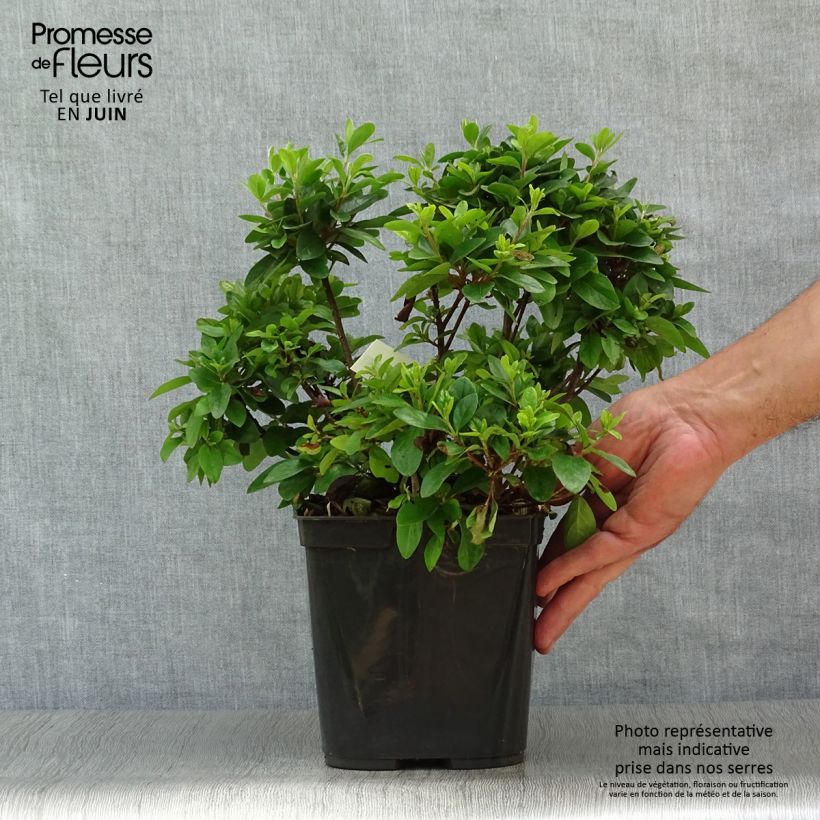 Ejemplar de Azalea japonica Girard's scarlet Maceta 2L/3L entregado en verano