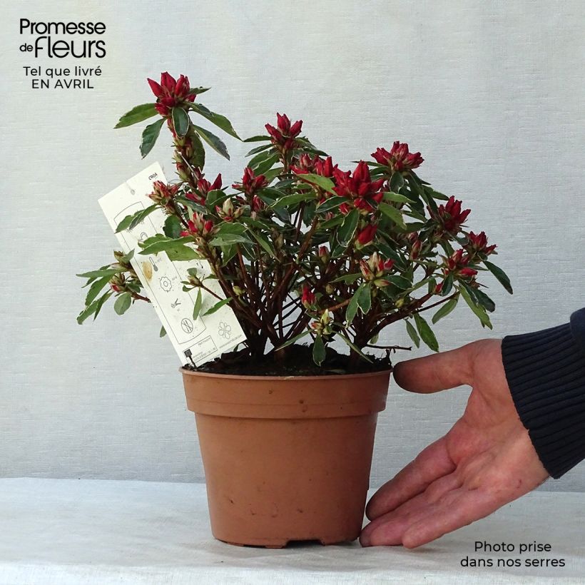 Azalea japonica Girard's Hot Shot Maceta 2L/3L Ejemplar entregado en la primavera