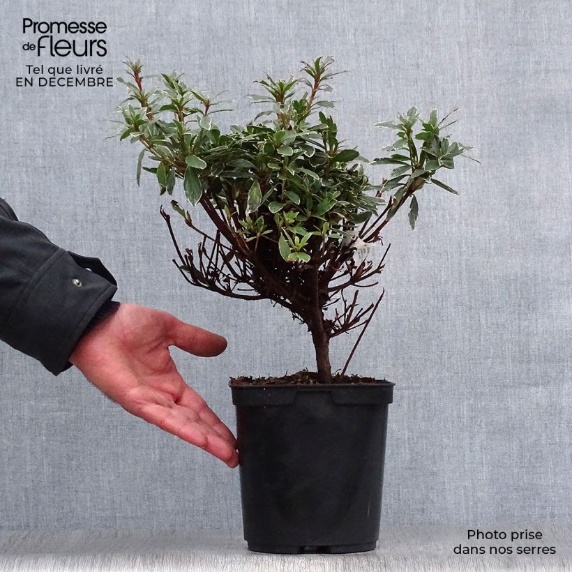 Azalea japonica Girard's Hot Shot Maceta 2L/3L Ejemplar entregado en invierno