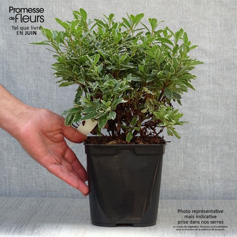 Ejemplar de Azalea japonica Girard's Hot Shot Maceta 2L/3L entregado en verano