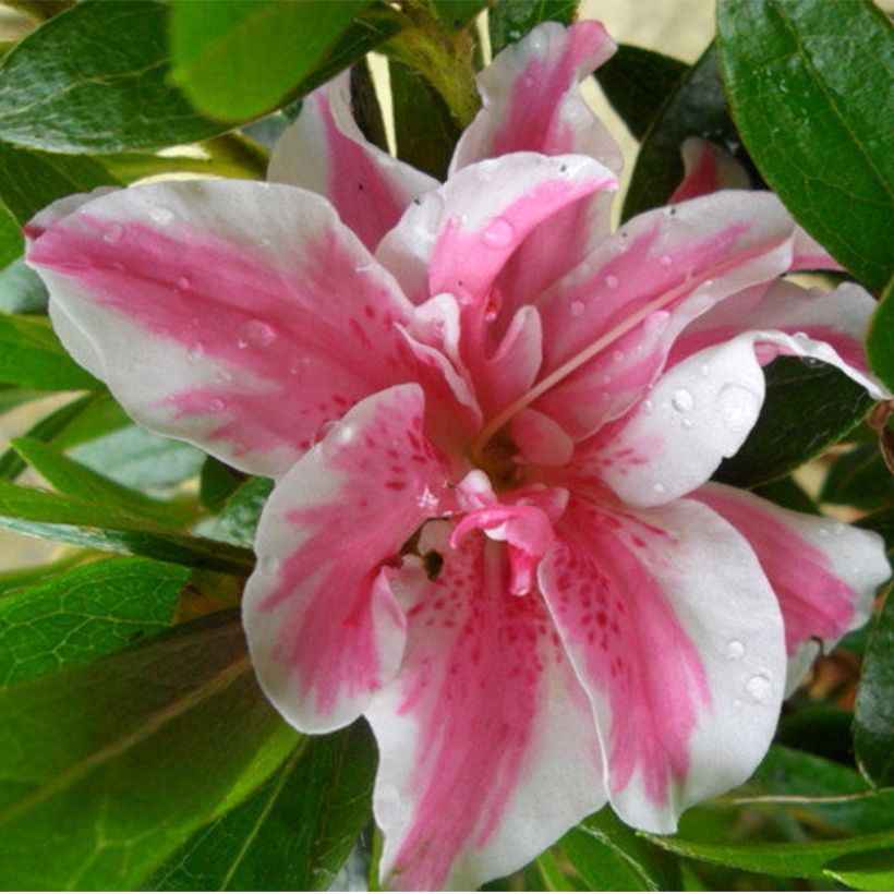 Azalea japonica Melle (Floración)