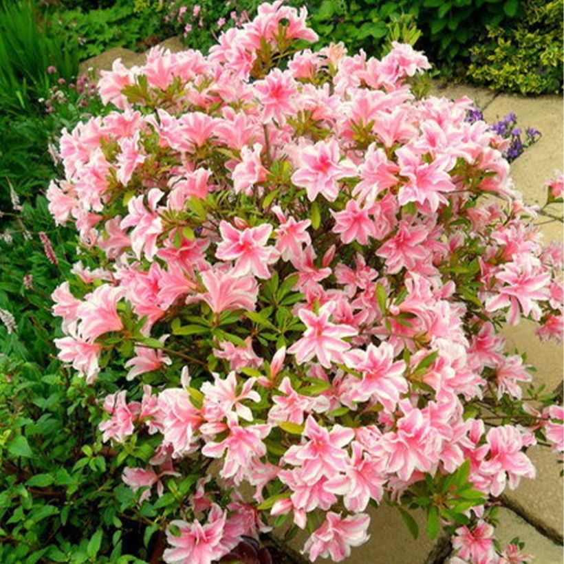 Azalea japonica Melle (Porte)