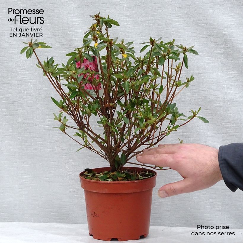Azalea japonica Mme Van Hecke Maceta 2L/3L Ejemplar entregado en invierno