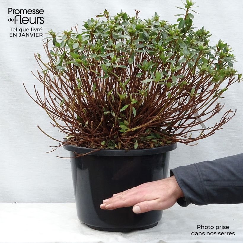 Azalea japonica Mme Van Hecke Maceta 12L/15L Ejemplar entregado en invierno