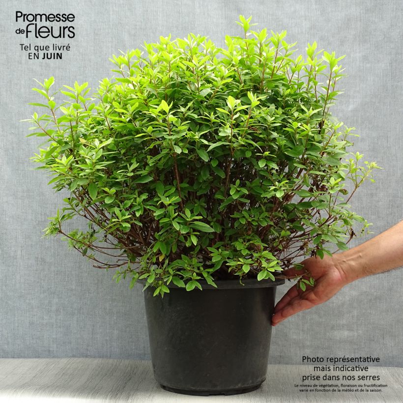 Ejemplar de Azalea japonica Mme Van Hecke Maceta 12L/15L entregado en verano