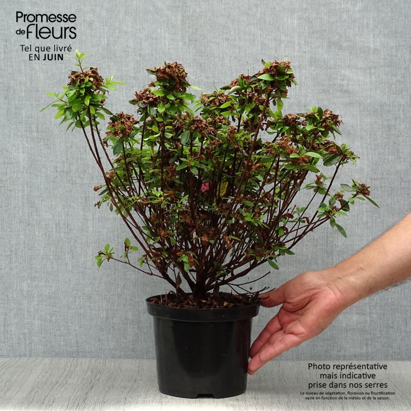 Ejemplar de Azalea japonica Mme Van Hecke Maceta 2L/3L entregado en verano