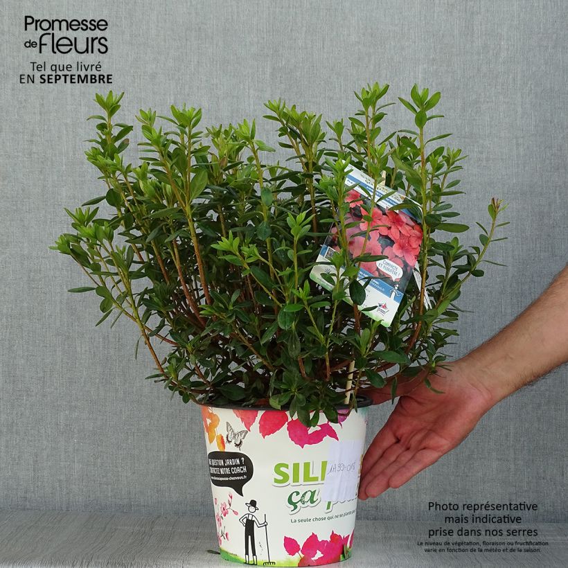 Ejemplar de Azalea japonica Orange Beauty Maceta 2L/3L entregado en verano