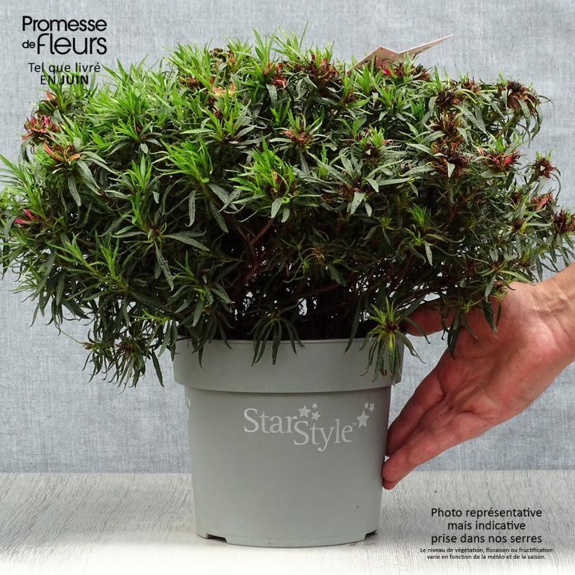 Ejemplar de Azalea japonica Star Style Pink Maceta 3L/4L entregado en verano