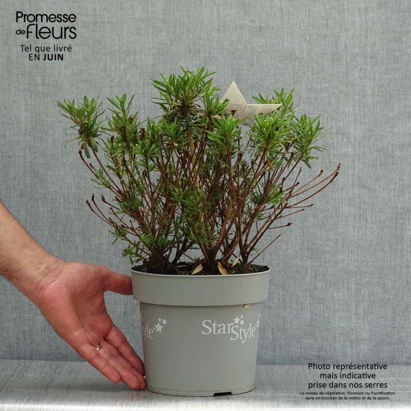 Ejemplar de Azalea japonica Star Style Violet Maceta 3L/4L entregado en verano