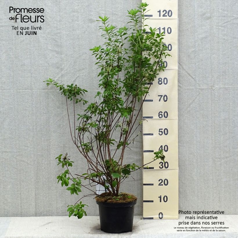 Ejemplar de Azalea mollis Viscosa Maceta 4L/5L entregado en verano