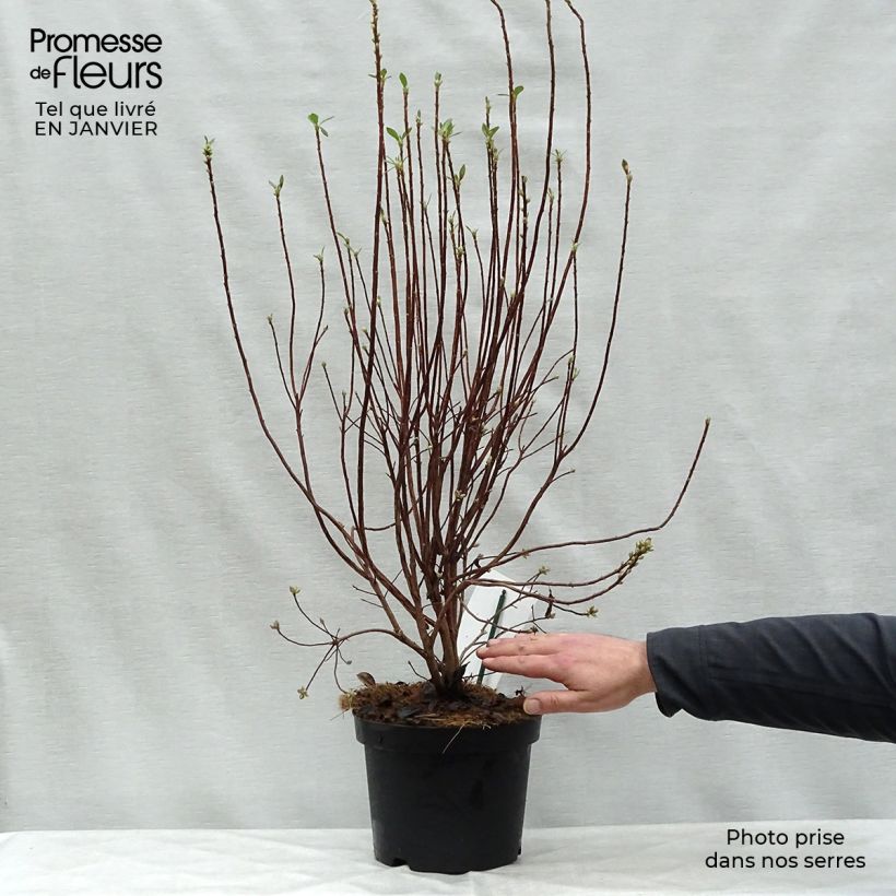 Azalea mollis Viscosa Maceta 4L/5L Ejemplar entregado en invierno