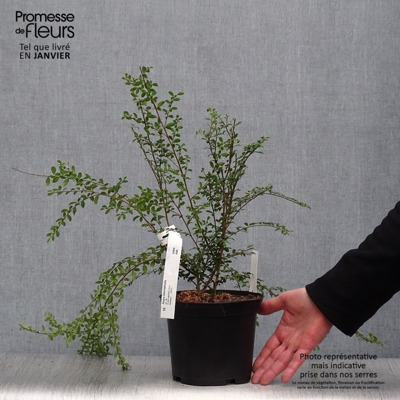 Azara microphylla Maceta 2L/3L Ejemplar entregado en invierno