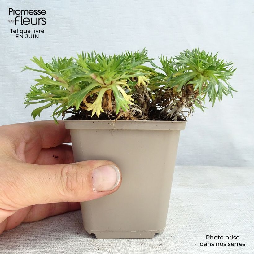 Ejemplar de Azorella trifurcata - Panceta de vaca Maceta de 8/9 cm entregado en verano